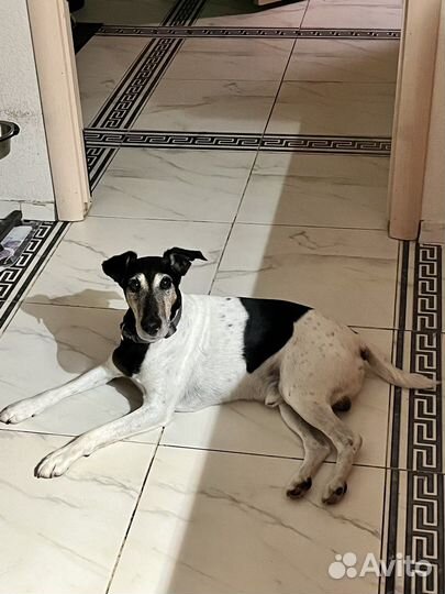 Фокстерьер вязка