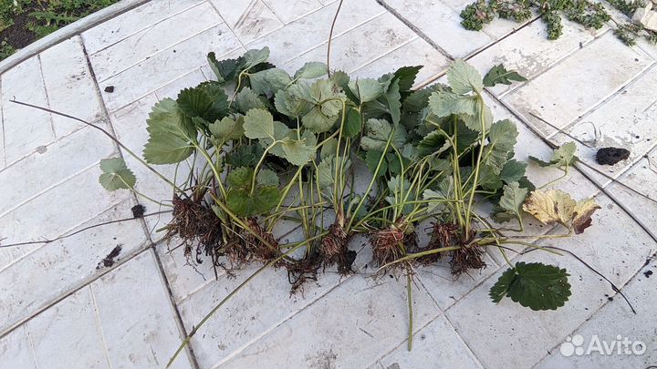 Земклуника купчиха