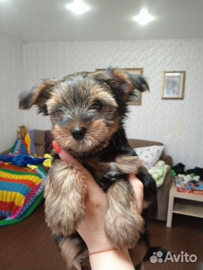 Йоркширский терьер девочка