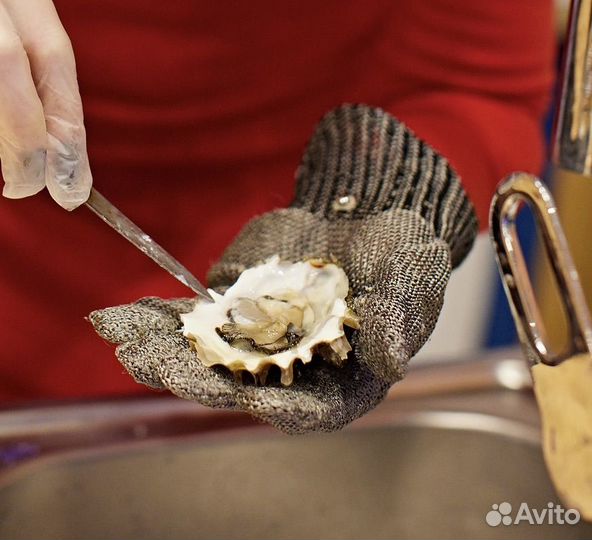 Живые устрицы