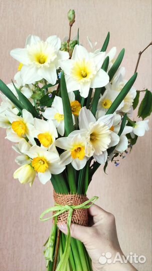 Букет нарциссы живые цветы срезка
