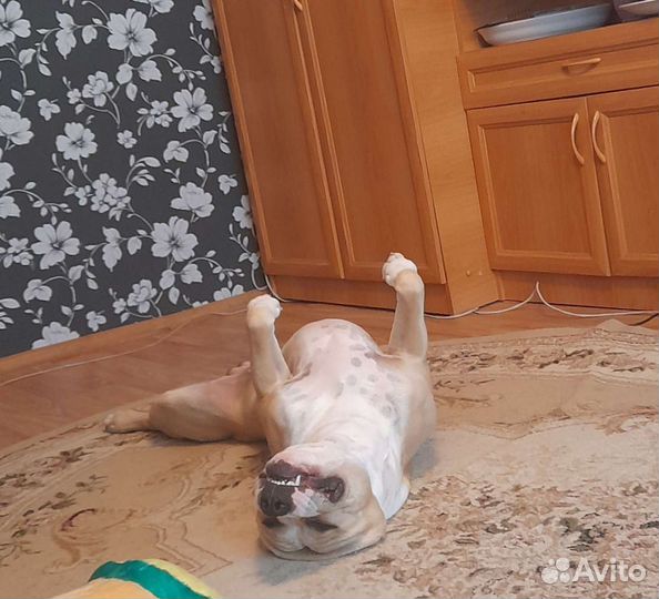 Амстафф вязка