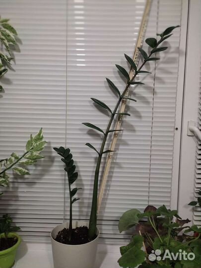 Замиокулькас