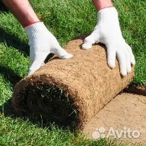 Рулонный газон