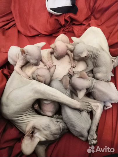 Котята Донской сфинкс