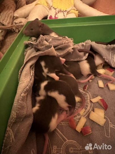 Мышки в добрые руки