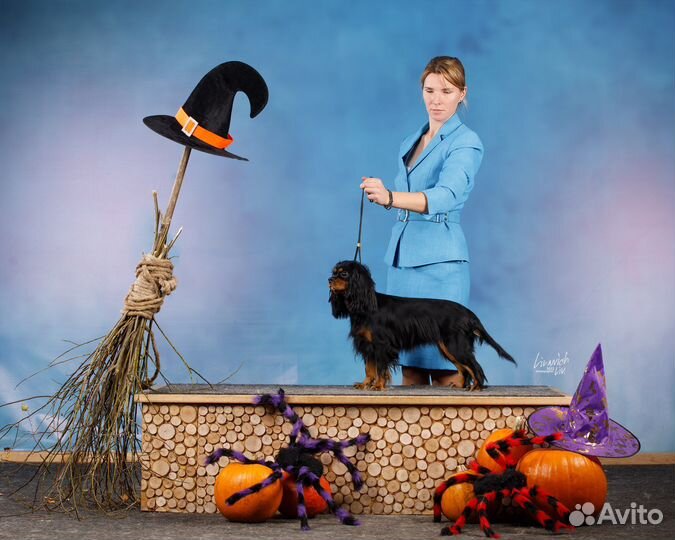 Кавалер кинг чарльз спаниель девочка