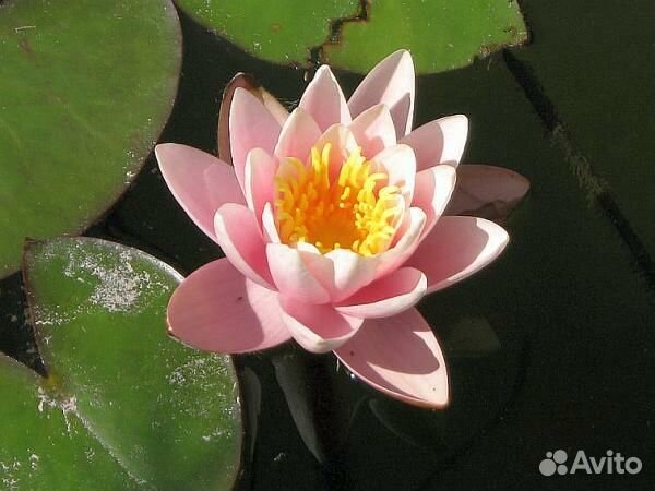 Нимфея розовая mix. Нимфея пинвэир. Нимфея ванвиза. Нимфея воронеж. Нимфея marliacea albida.