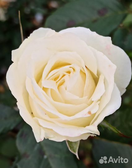 Розы саженцы