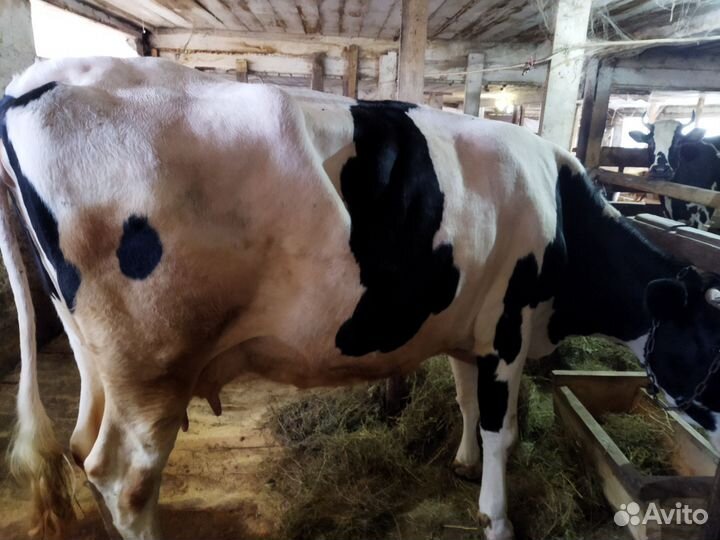 Бык и коровы