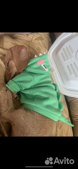 Кроличья такса