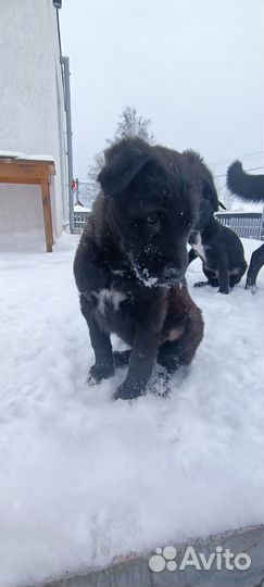 Щенок чёрной овчарки