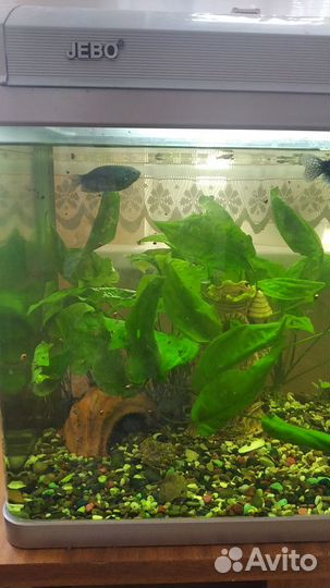 Продажа аквариума Jebo