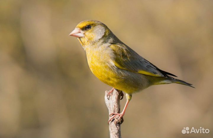 Певчие птицы