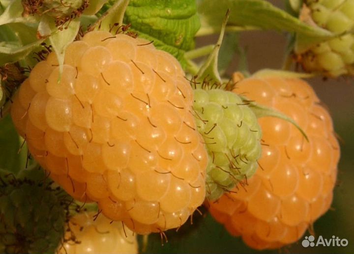 Саженец малина крупная, желтая, сорт Беглянка