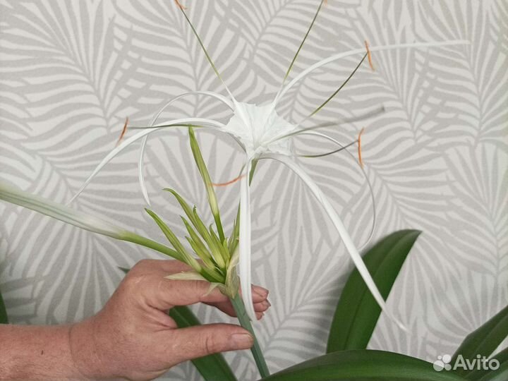 Панкрациум