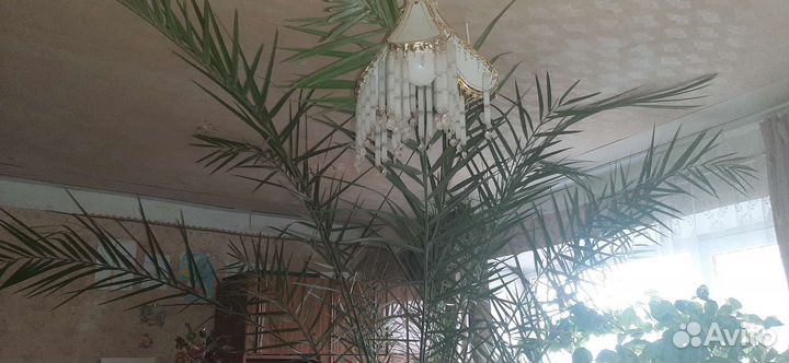 Финиковая пальма