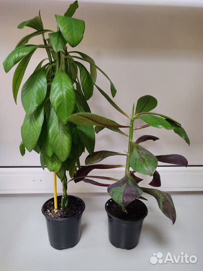 Синадениум Гранта и Рубра