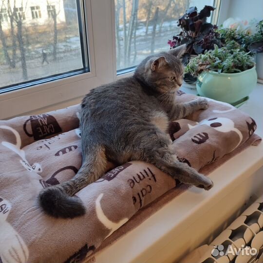 Лежанка для кошек новая