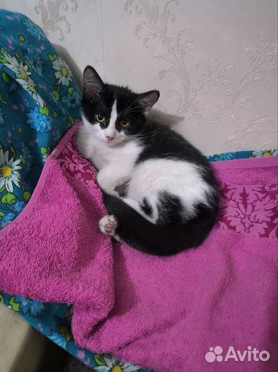 Котенок девочка в добрые руки