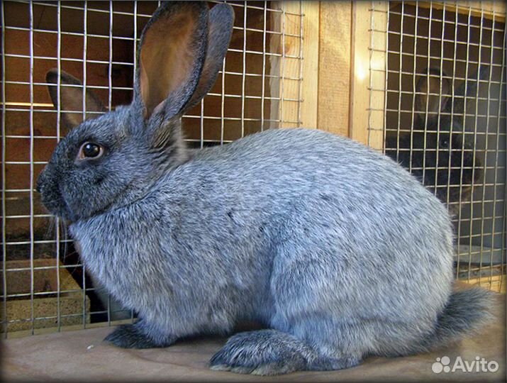 Кролики Серебро