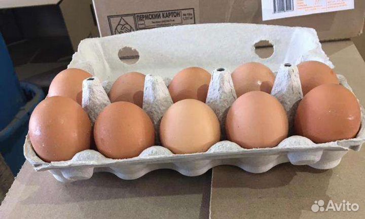 Яйца оптом