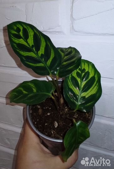 Калатея макоя