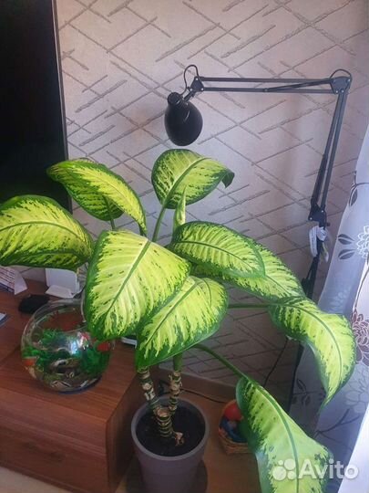 Диффенбахия