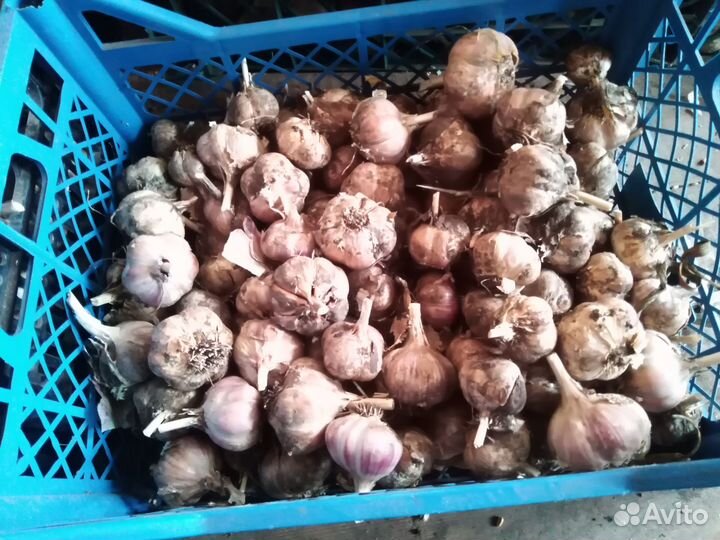 Озимой чеснок