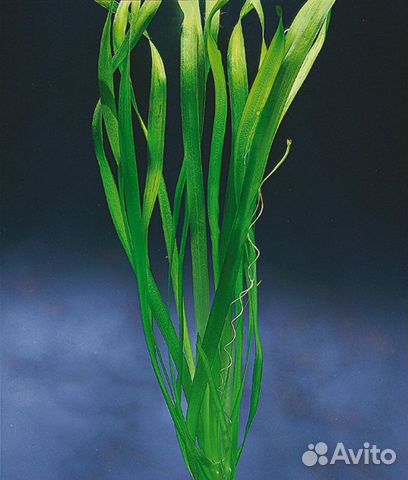 Рождественский мох, Гуппи Эндлера, валлиснерия