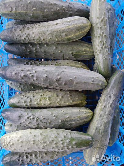 Огурцы свежие домашние