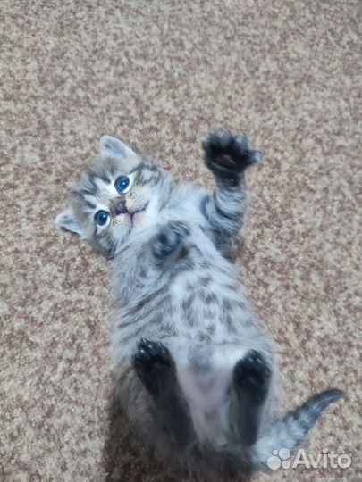 Кошки в добрые руки