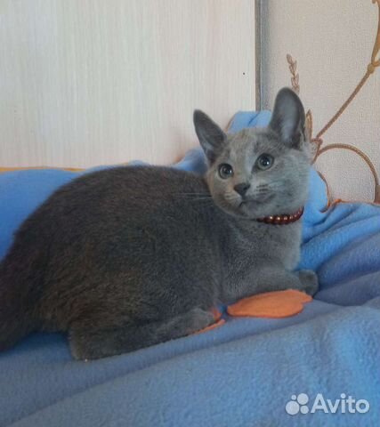Котята породы русская голубая объявление продам