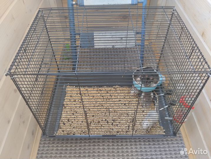 Девочки крыски в добрые руки