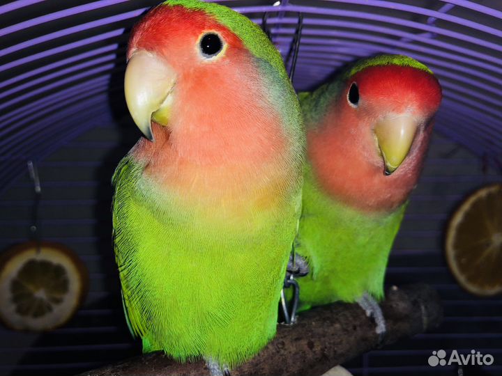 Неразлучники с клеткой (пара)