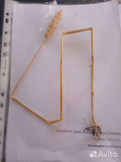 Гербарий кормовых растений 15 штук