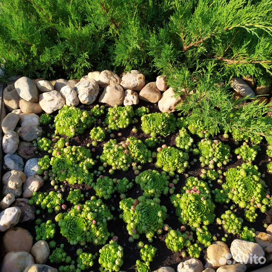 Молодило каменная роза