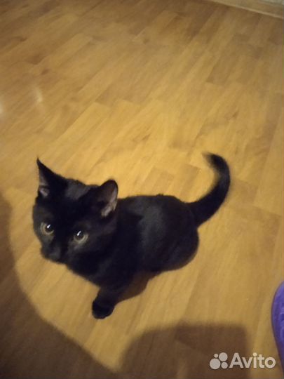 Отдам кота