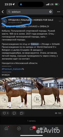 Продается молодая спортивная кобыла kwpn