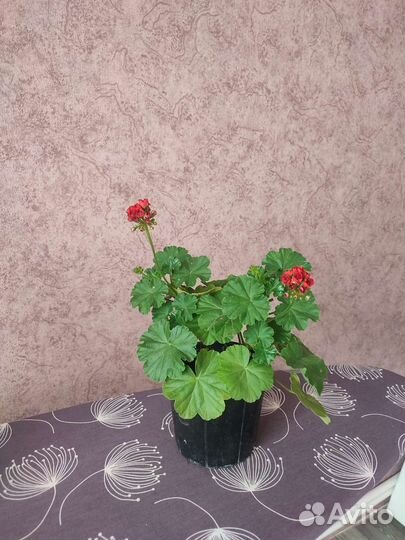 Пеларгония герань сортовая