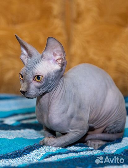 Канадский сфинкс