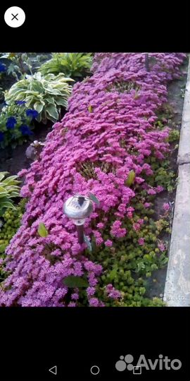 Цветы для сада