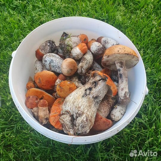 Грибы