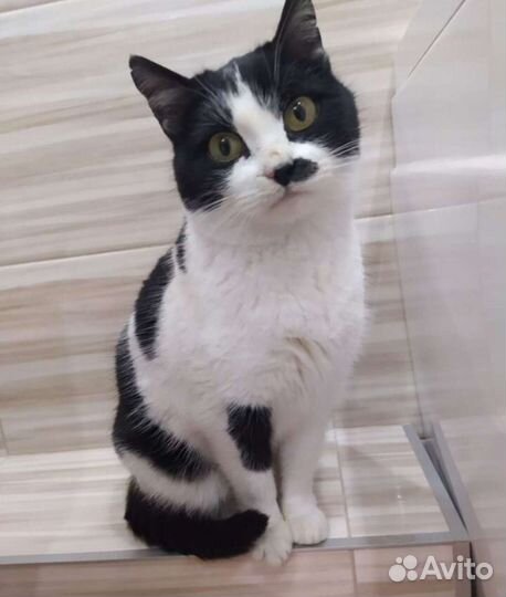 Кошечки ищут дом