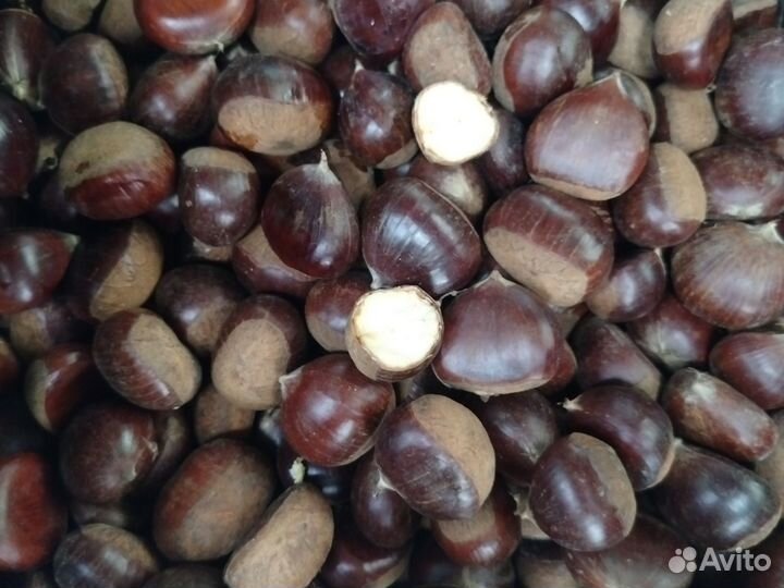Каштан съедобный Урожай 2023