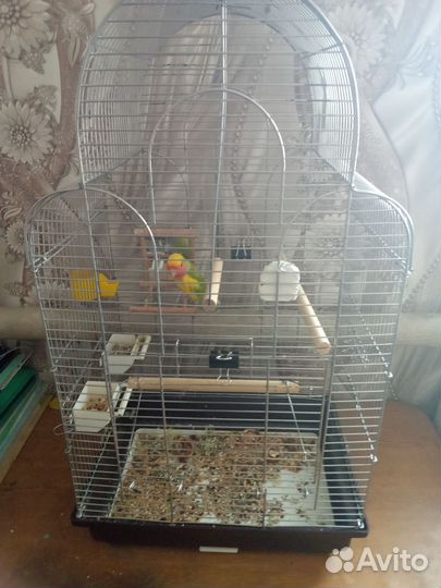 Продам клетку и всё что на фото