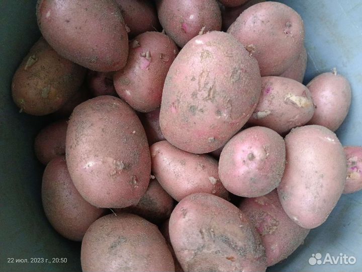 Свежий картофель