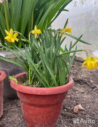 Жасмин махровый. Нарцисс карликовый