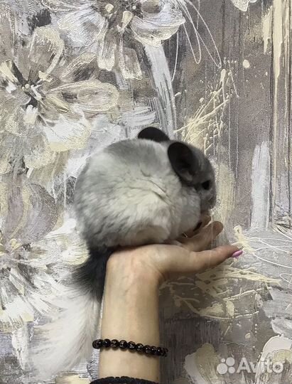 Детеныши шиншилл (Амур и Лорд)