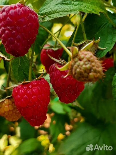 Саженцы малины и малиновое дерево